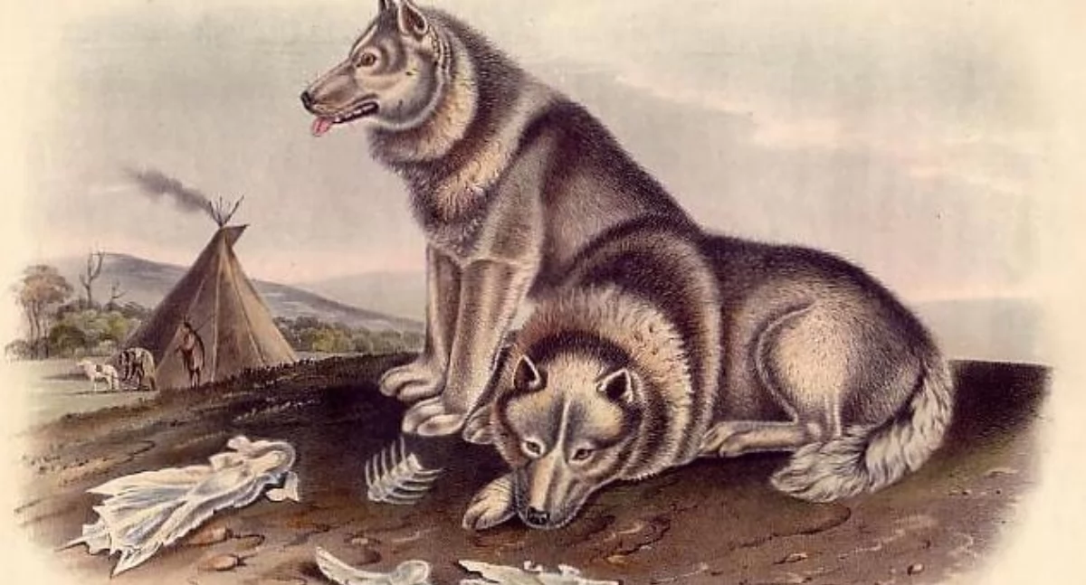 A print of an illustration of 