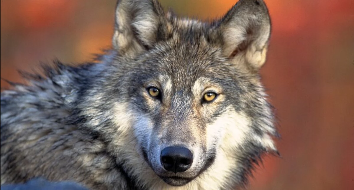 https://pl.wikipedia.org/wiki/Wilk_szary#/media/Plik:Front_view_of_a_resting_Canis_lupus_ssp.jpg