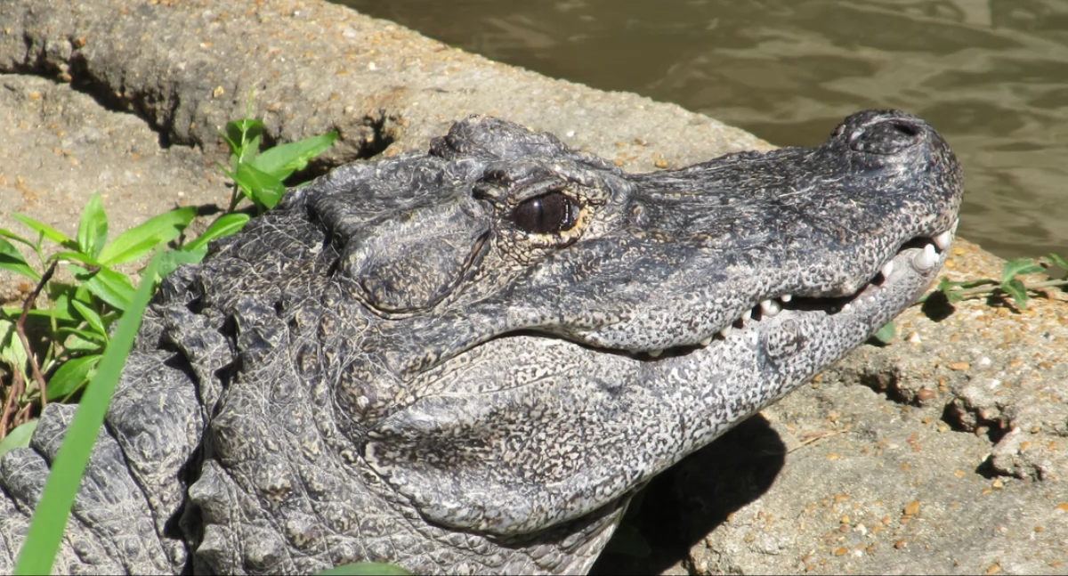 https://www.publicdomainpictures.net/pl/view-image.php?image=449703&picture=alligator
