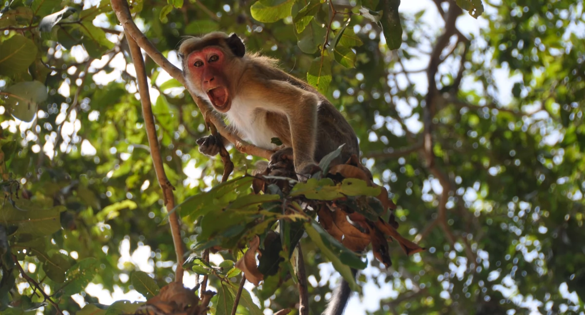 https://www.publicdomainpictures.net/en/free-download.php?image=monkey&id=19611