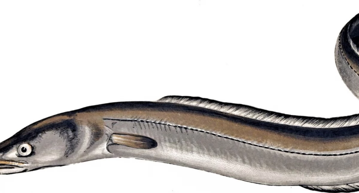https://en.wikipedia.org/wiki/Eel#/media/File:Conger_conger_Gervais.jpg