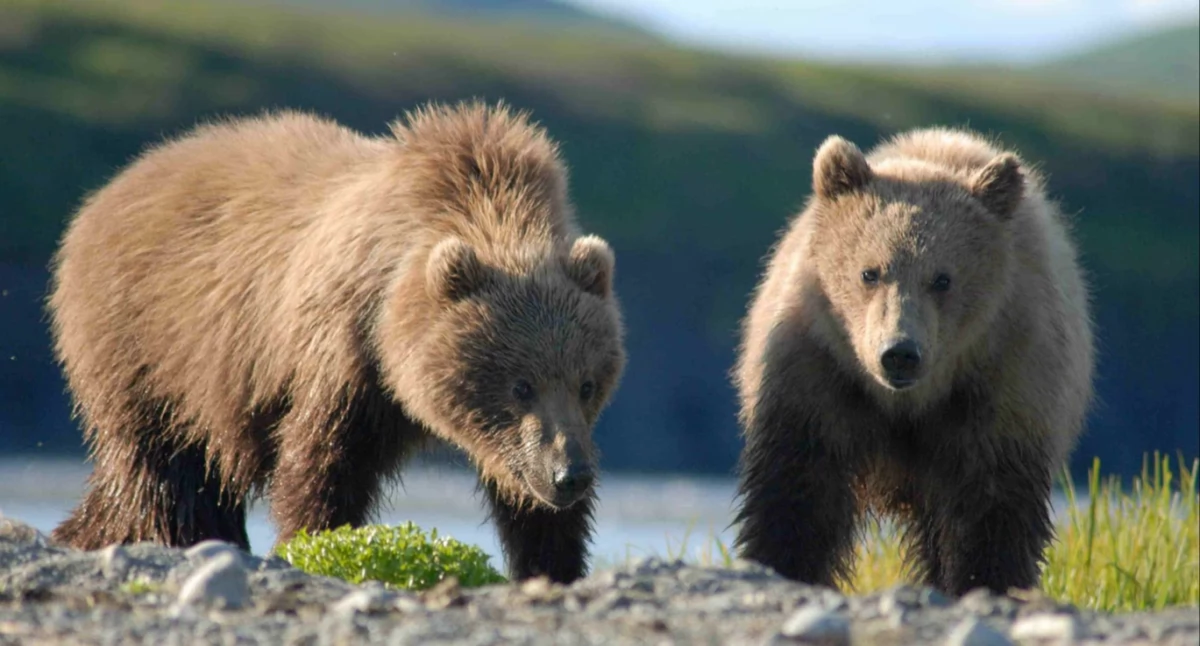 Carl Chapman; https://pl.wikipedia.org/wiki/Nied%C5%BAwied%C5%BA_brunatny#/media/Plik:Bears_Alaska_(3).jpg