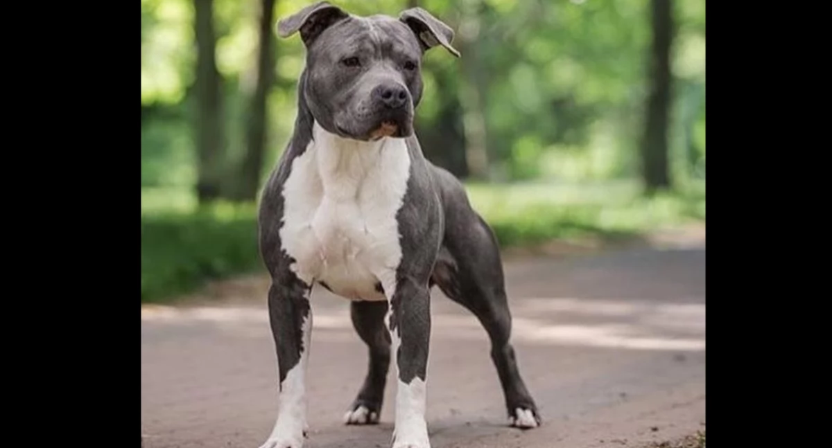 https://commons.wikimedia.org/wiki/File:AmStaff.jpg#/media/File:AmStaff.jpg