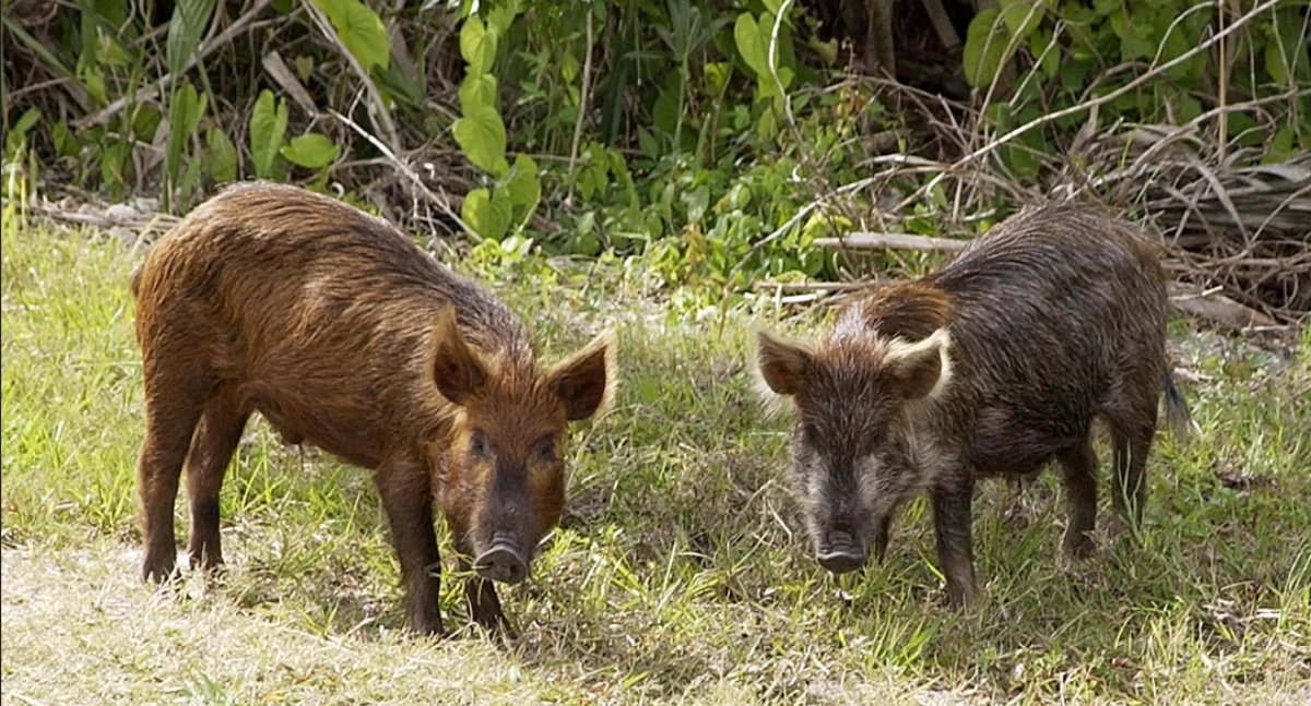 https://pl.m.wikipedia.org/wiki/Plik:Wild_Pig_KSC02pd0873.jpg
