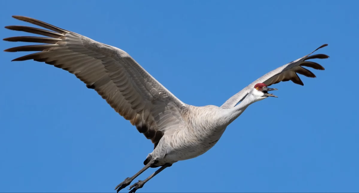 © Frank Schulenburg; https://en.wikipedia.org/wiki/Sandhill_crane#/media/File:Grus_canadensis_in_flight-2618.jpg