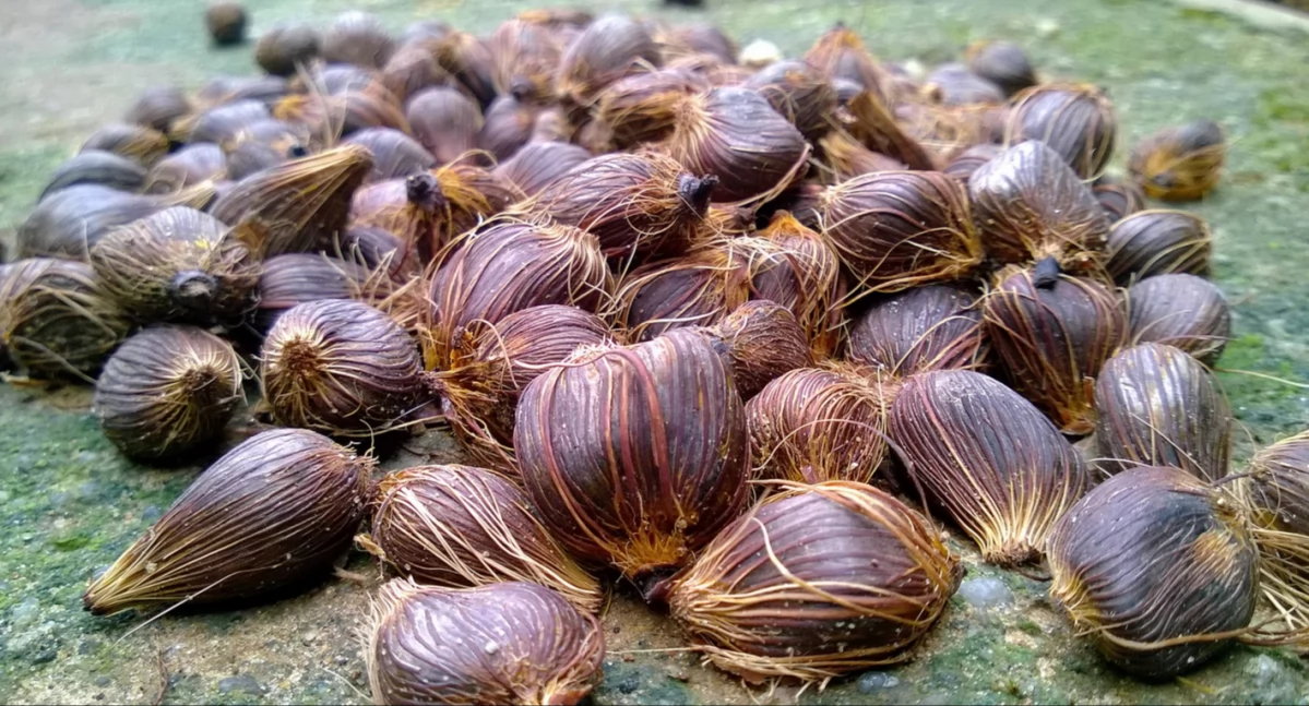 Sëszącé sã palmòwé òrzechë w Nigerie. Aùtór: Joel Akwevagbe; zdrzódło: https://en.wikipedia.org/wiki/Nigeria#/media/File:Palm_nuts_put_out_to_dry.jpg