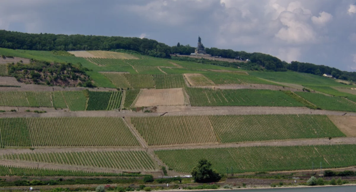 Winnica nad Renã. https://pl.wikipedia.org/wiki/Winnica#/media/Plik:German_Vineyard.JPG