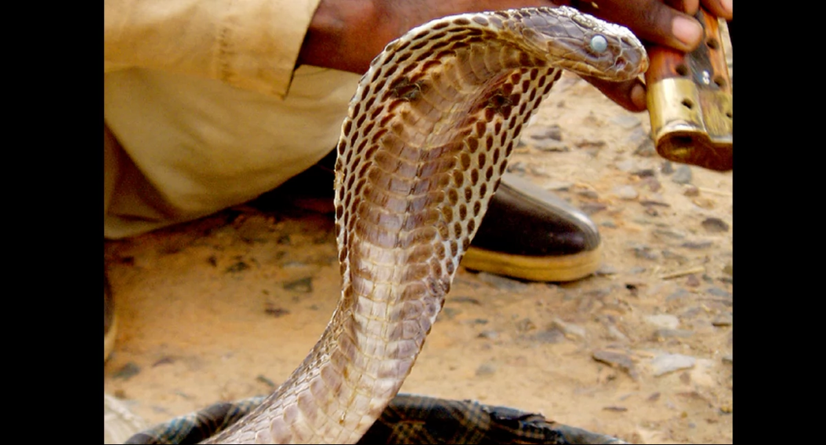https://pl.wikipedia.org/wiki/Kobry#/media/Plik:Snake_in_basket.jpg