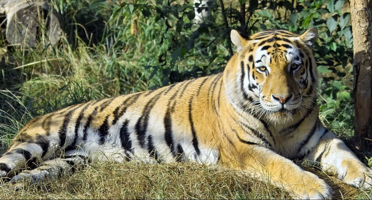 Aùtór: Pries; zdrzódło: https://pl.wikipedia.org/wiki/Tygrys_azjatycki#/media/Plik:Panthera_tigris_altaica_-_Pries.jpg