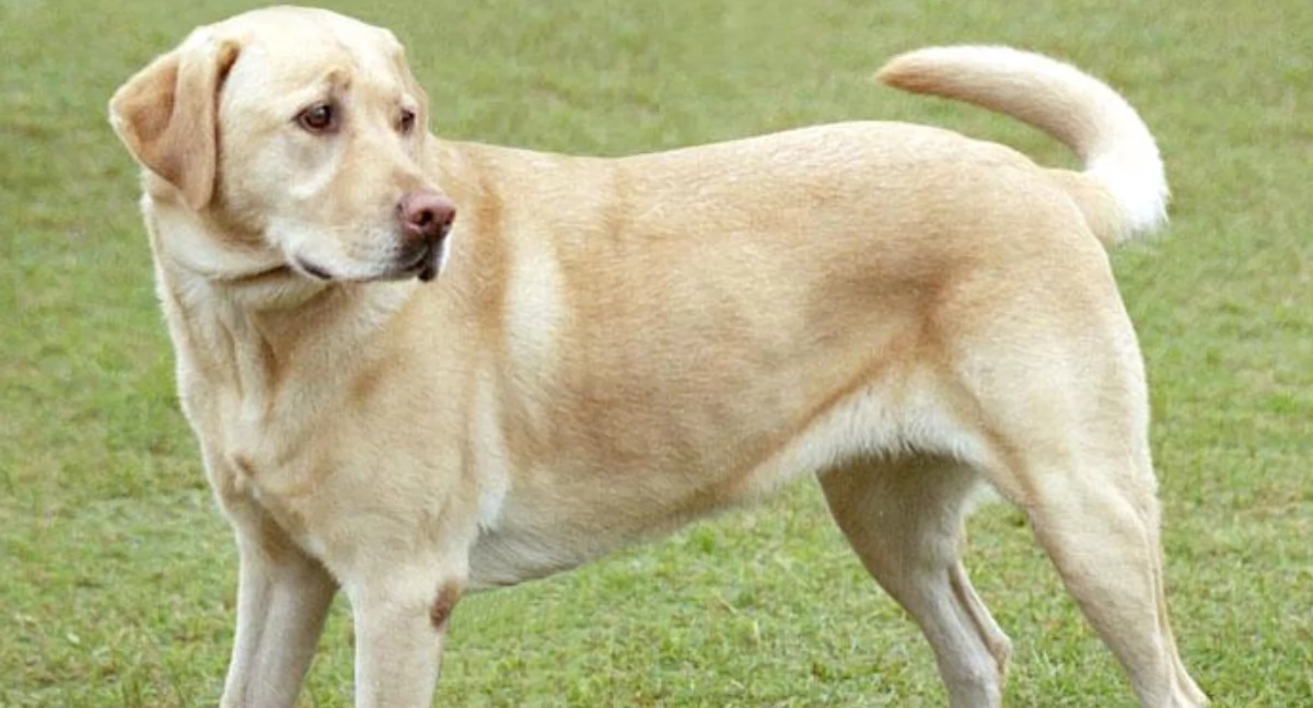 Pòzdrzatkòwi òdjimk. Aùtór: Djmirko; zdrzódło: https://pl.wikipedia.org/wiki/Labrador_retriever#/media/Plik:YellowLabradorLooking_new.jpg