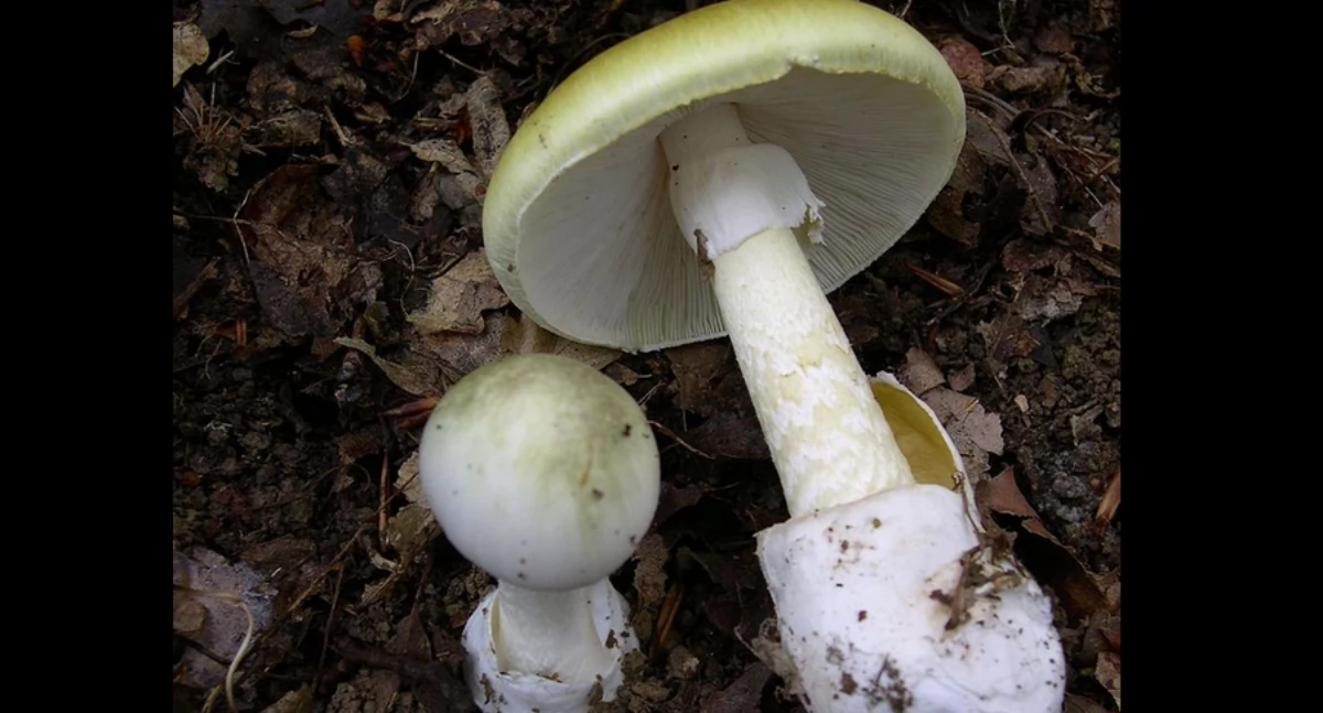 Aùtór: Archenzo; zdrzódło: https://en.wikipedia.org/wiki/Leongatha_mushroom_murders#/media/File:Amanita_phalloides_1.JPG