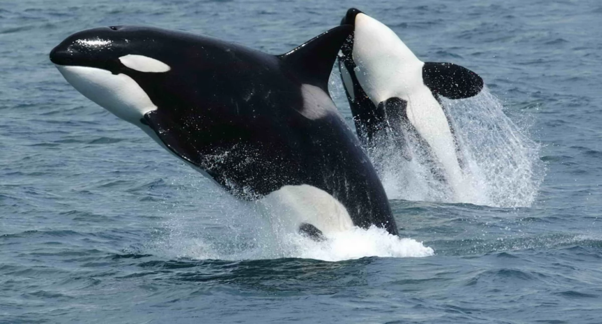 Aùtór: Robert Pittman - NOAA; https://pl.wikipedia.org/wiki/Orka_oceaniczna#/media/Plik:Killerwhales_jumping.jpg
