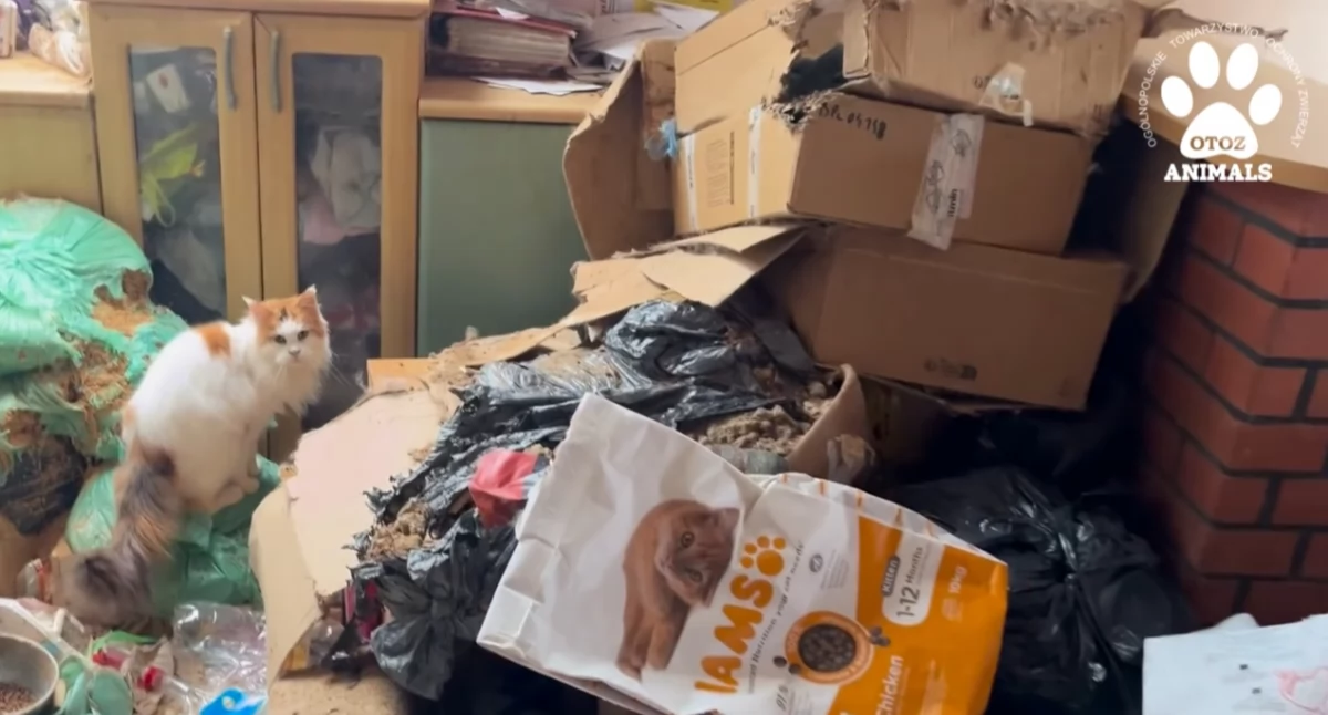 Facebookòwô starna OTOZ Animals Schronisko w Tczewie