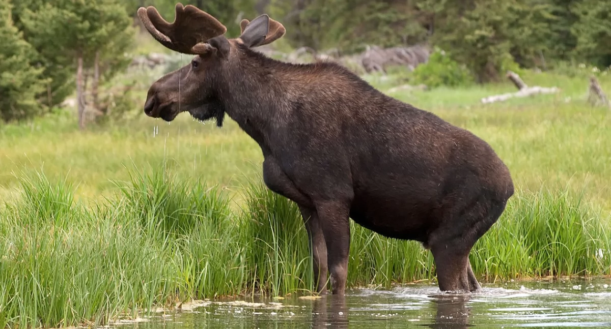 Amerikańsczi łos. Òdj. Walter Ezell; zdrzódło: https://pl.wikipedia.org/wiki/Alceini#/media/Plik:Moose_983_LAB.jpg