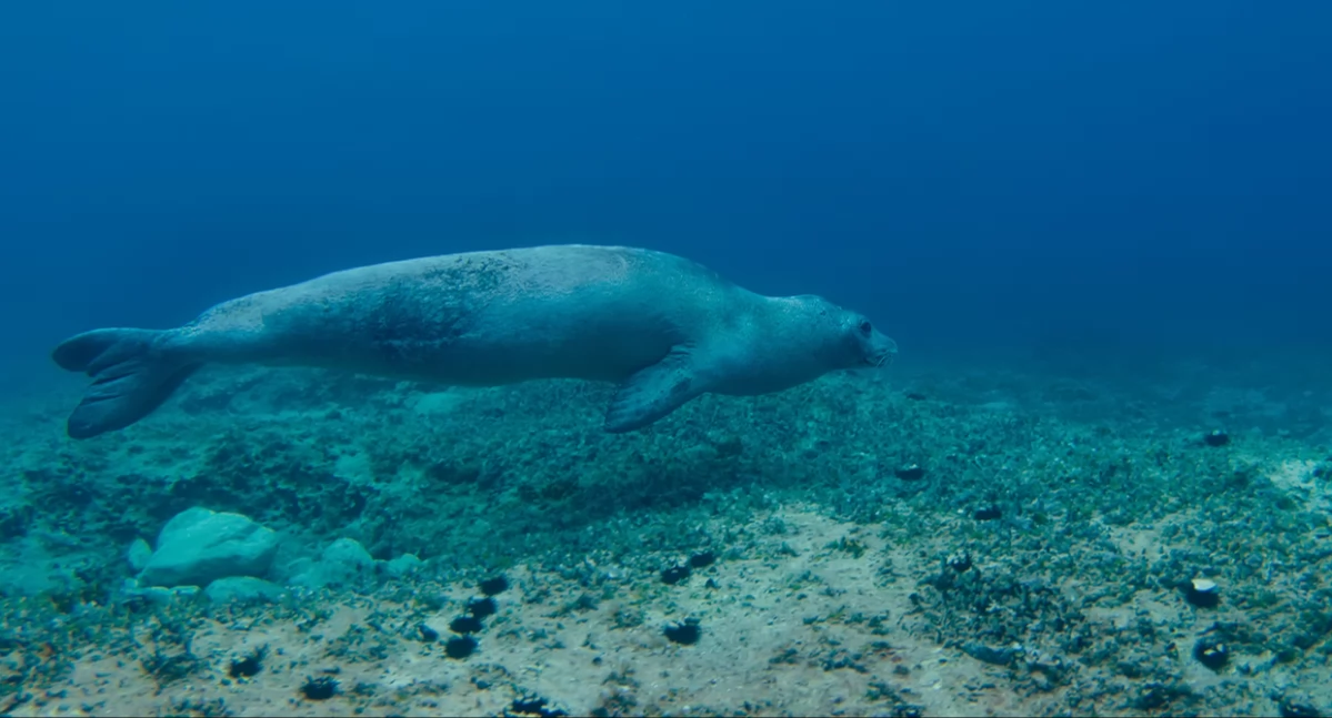 Òdj. Marinko Babić; zdrzódło: https://pl.wikipedia.org/wiki/Mniszka_%C5%9Br%C3%B3dziemnomorska#/media/Plik:Monachus_monachus_DSC_0384.jpg