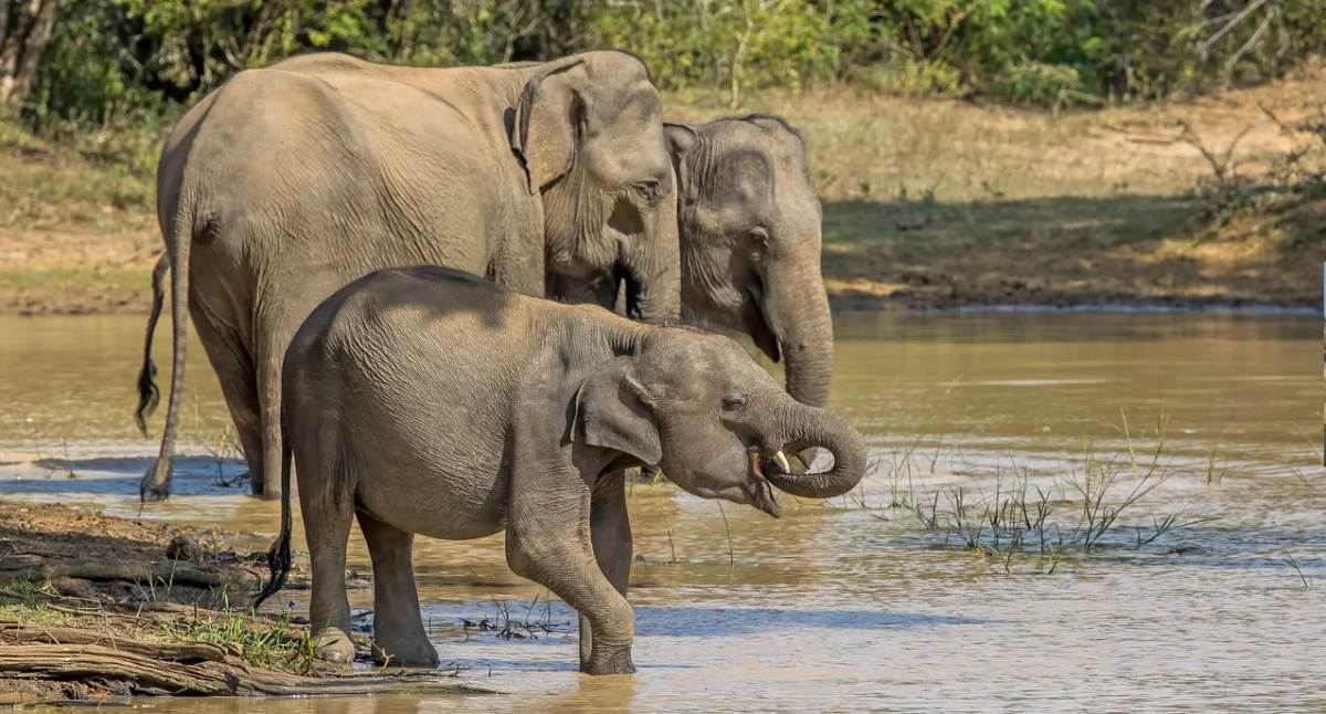 Òdj. Charles J. Sharp; zdrzódło: https://pl.wikipedia.org/wiki/S%C5%82o%C5%84_indyjski#/media/Plik:Sri_Lankan_elephant_(Elephas_maximus_maximus)_females_and_calf.jpg