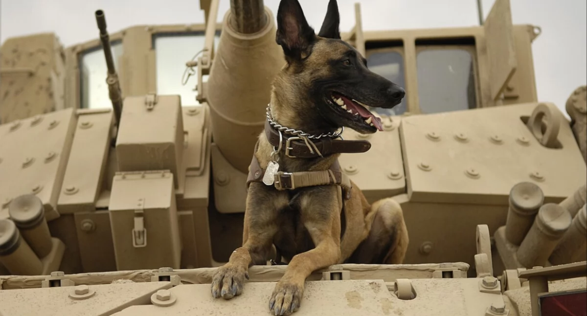 Pòzdrzatkòwi òdjimk. Szkòła w Czelnie. Òdj. U.S. Air Force photo by Staff Sgt. Stacy L. Pearsall - http://www.defendamerica.mil/images/photos/feb2007/Index/Hirez/070213-F-7234P-002.jpg; zdrzódło: https://pl.wikipedia.org/wiki/Pies_domowy#/media/Plik:U.S._Air_Force_military_working_dog_Jackson_sits_on_a_U.S._Army_M2A3_Bradley_Fighting_Vehicle_before_heading_out_on_a_mission_in_Kahn_Bani_Sahd,_Iraq,_Feb._13,_2007.jpg