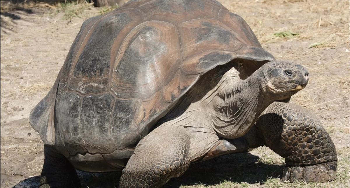 Òdj. Mfield, Matthew Field, http://www.photography.mattfield.com; zdrzódło: https://pl.wikipedia.org/wiki/%C5%BB%C3%B3%C5%82w_s%C5%82oniowy#/media/Plik:Galapagos_giant_tortoise_Geochelone_elephantopus.jpg