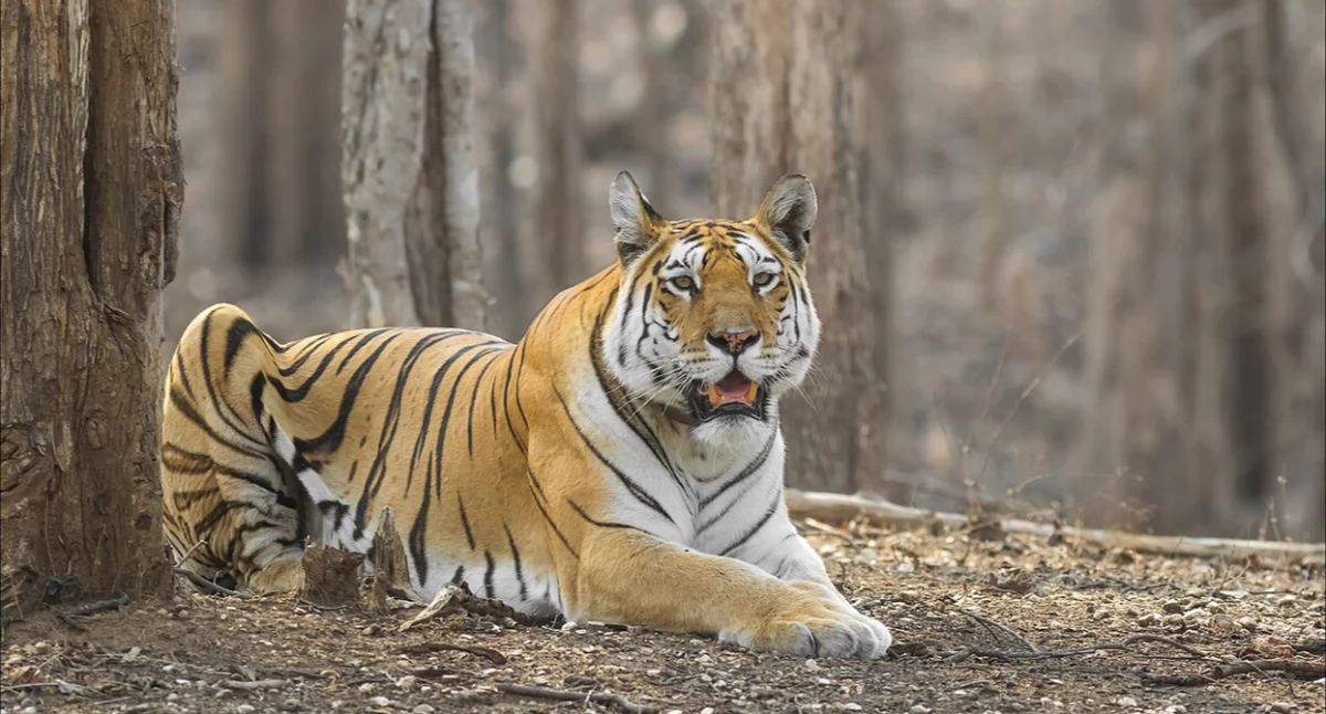 Òdj. Rudraksha Chodankar; zdrzódło: https://pl.wikipedia.org/wiki/Tygrys_azjatycki#/media/Plik:Royal_Bengal_Tiger-0034.jpg