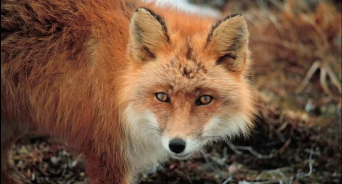 Òdj. Haggblom, Lisa - U.S. Fish and Wildlife Service; zdrzódło: https://pl.wikipedia.org/wiki/Lis#/media/Plik:Vulpes_vulpes_at_Cape_Newenham.jpg