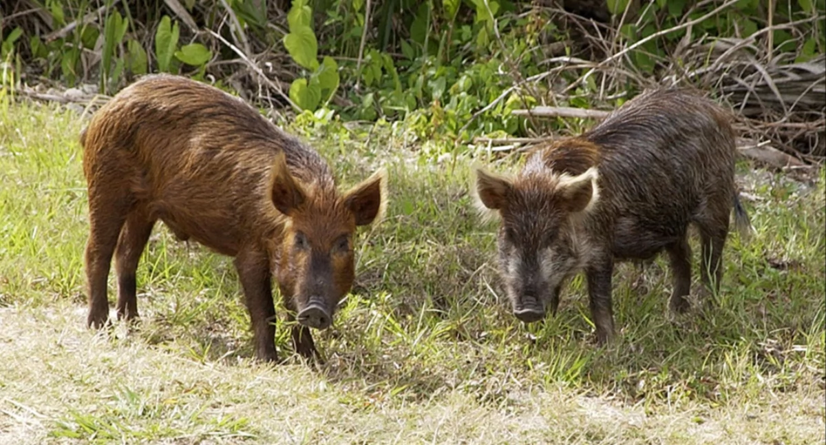 NASA or National Aeronautics and Space Administration - http://mediaarchive.ksc.nasa.gov/detail.cfm?mediaid=9807