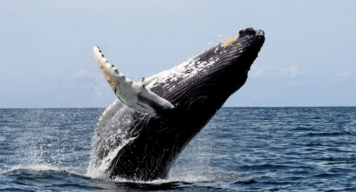 Òdj. Whit Welles Wwelles14; zdrzódło: https://pl.wikipedia.org/wiki/D%C5%82ugop%C5%82etwiec_oceaniczny#/media/Plik:Humpback_stellwagen_edit.jpg
