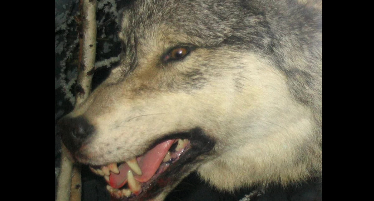 Òdj. Quadell; zdrzódło: https://pl.wikipedia.org/wiki/Wilk_szary#/media/Plik:Grey_Wolf_3.jpg