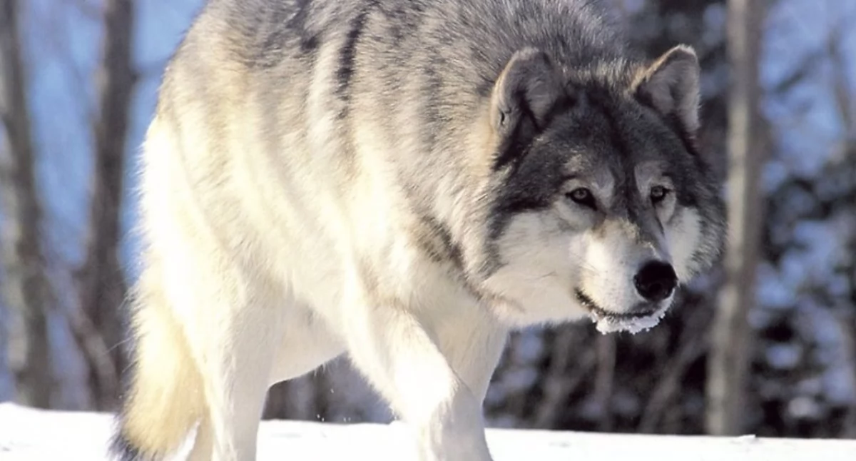 Pòzdrzatkòwi òdjimk. Òdj. Chris Muiden; zdrzódło: https://pl.wikipedia.org/wiki/Wilk_szary#/media/Plik:Canis_lupus_265b.jpg