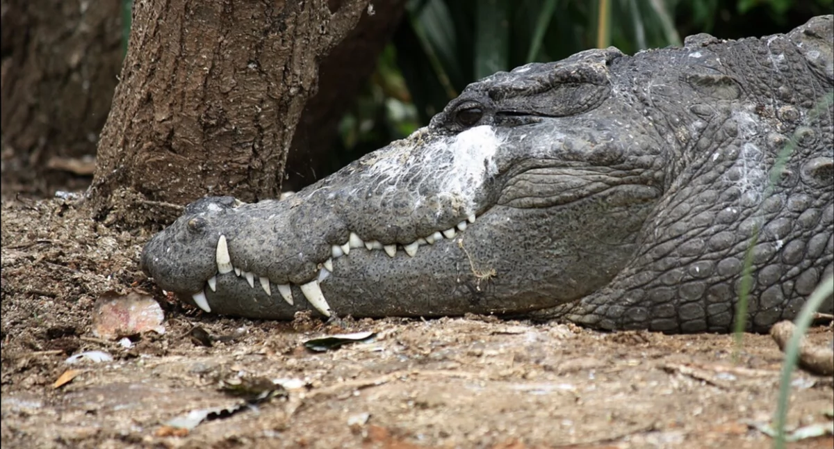Pòzdrzatkòwi òdjimk. Òdj. SShukla; zdrzódło: https://pl.wikipedia.org/wiki/Krokodyle#/media/Plik:Marsh_crocodile_or_Magar_at_Ranganathittu_Sanctuary_(pix_SShukla).JPG