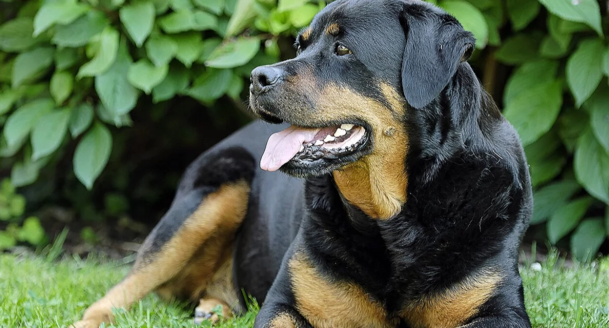 Pòzdrzatkòwi òdjimk. Òdj. mar_qs - Pixabay https://pixabay.com/pt/photos/rottweiler-animais-pet-c%C3%A3o-rush-5277384/; zdrzódło: https://pl.wikipedia.org/wiki/Pies_domowy#/media/Plik:Rottweiler_-52773841920.jpg