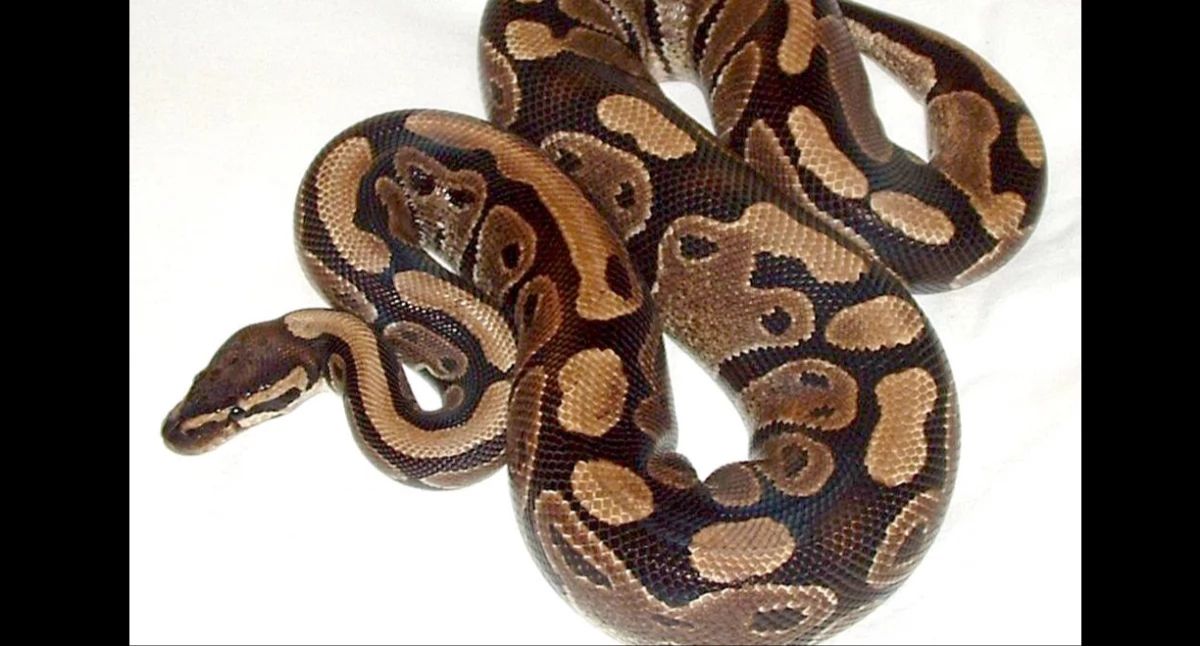 Òdj. Mokele; zdrzódło: https://pl.wikipedia.org/wiki/Pyton_kr%C3%B3lewski#/media/Plik:Ball_python_lucy.JPG