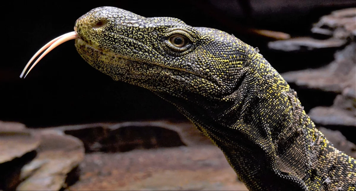 Òdj. Vassil; zdrzódło: https://pl.wikipedia.org/wiki/Waran_papuaski#/media/Plik:Varanus_Salvadorii_K%C3%B6ln_Zoo_31122014_2.jpg