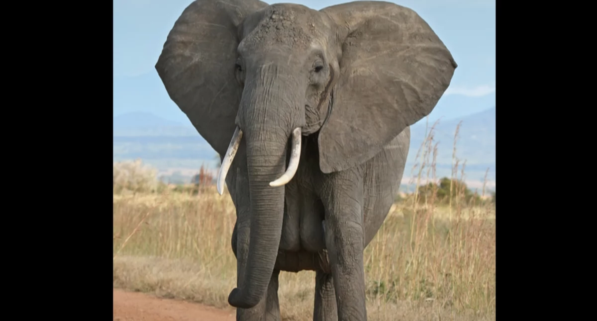 Òdj. Muhammad Mahdi Karim; zdrzódło: https://pl.wikipedia.org/wiki/S%C5%82o%C5%84_afryka%C5%84ski#/media/Plik:African_Bush_Elephant.jpg