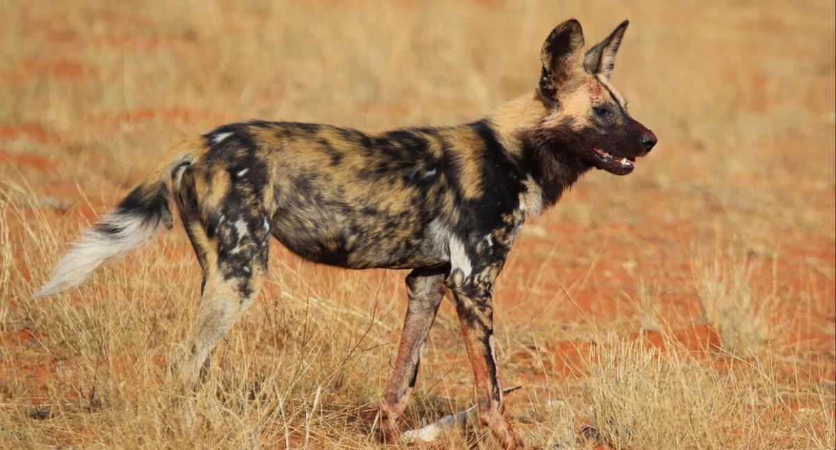 Òdj. Charles J Sharp – Praca własna, from Sharp Photography, sharpphotography; zdrzódło: https://pl.wikipedia.org/wiki/Likaon_(rodzaj_ssak%C3%B3w)#/media/Plik:African_wild_dog_(Lycaon_pictus_pictus).jpg