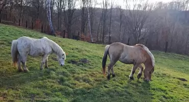 Zajce, sôrnë i kònie. Mateùsz zôs nadôwô!