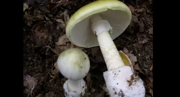 Aùstralijka skôzónô za òtrëcé rodzëznë chłopa