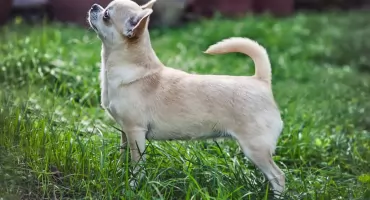 Niewòlnik szescdzesąt psów