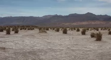 Dolëzna Smiercë òkwiatowónô