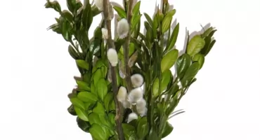 WIERZBA BIJE! Palmowô Niedzela