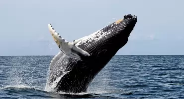 Retowelë wiôlgòrëba w Niemiecce