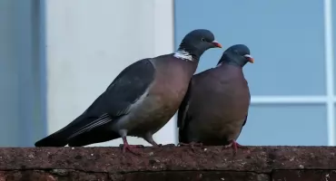 FÒTOSZPÒRT téż mùszi bëc