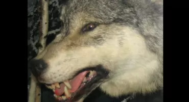 Białka ùżartô przez wôłka w Hambùrgù