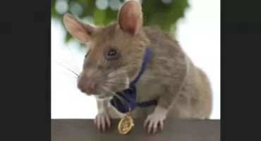 Sztatura szëra-heroji