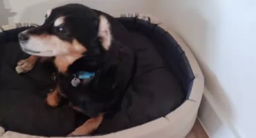 Pòmòc zwierzãtóm z rozbitëch rodzëznów