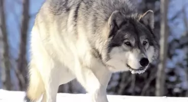 Wôłk na szasëjach Kartuz