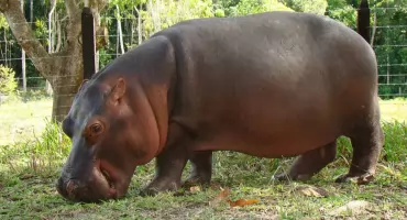 Kòlumbiô likwidëje swòjã pòpùlacjã hipòpòtamów