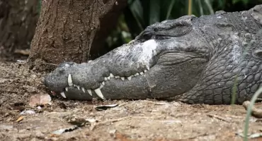 Spùscëlë szandarã do rzéczi krokòdilów