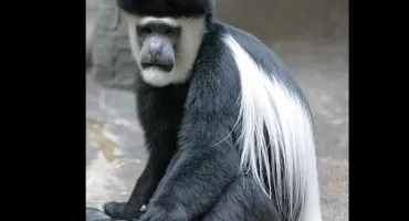 Nowi gatënk môłpë òdkrëti