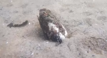 Z rëbôków mdą chòwarze swórków